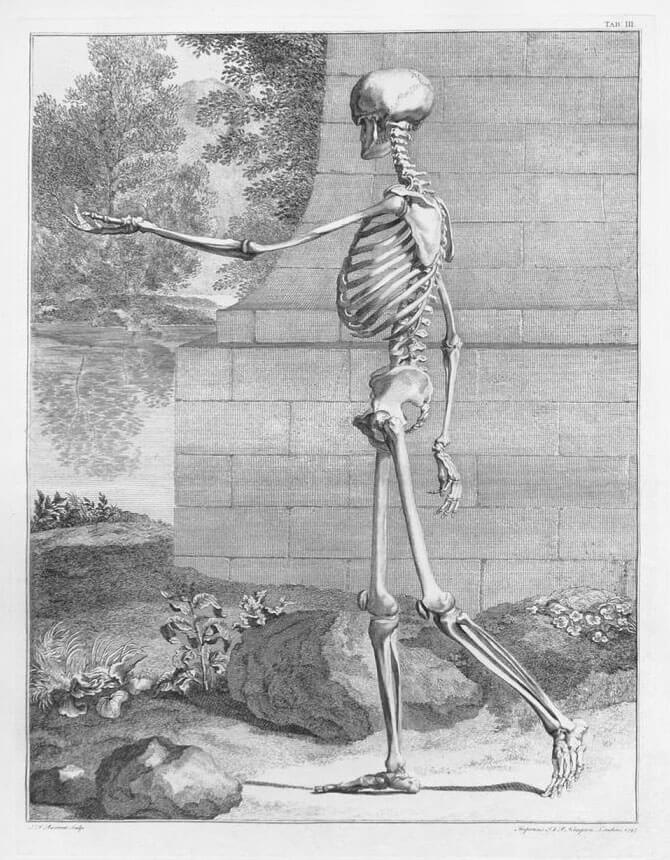 Albinus on anatomy, Bernhard Siegfried Albinus